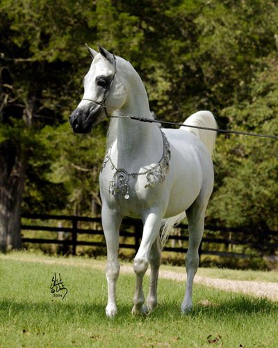 Al Adeed Al Shaqab ( Ansata Halim Shah x Sundar Alisayyah )